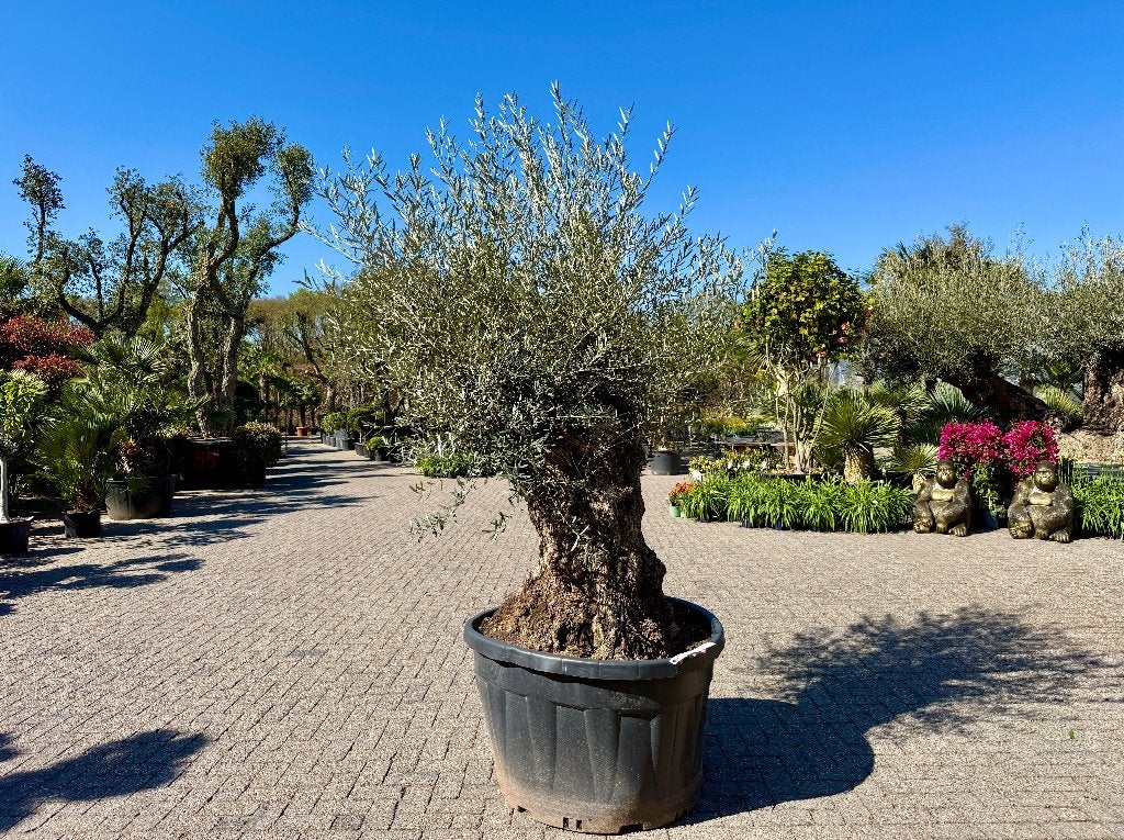 Olijfboom (Olea europaea)120/140 cm stamomtrek - mini bonsai, Ophalen of Verzenden, 100 tot 250 cm, Olijfboom, Zomer