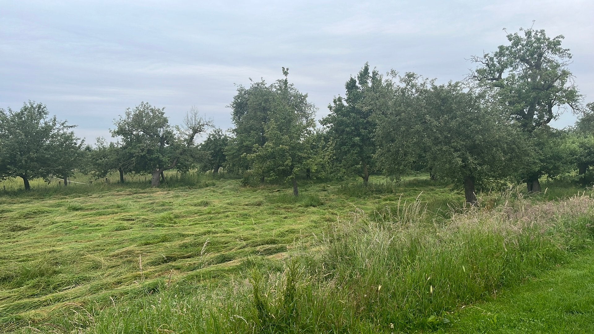 Gratis af te halen! Gemaaid weidegras 6000m2, Dieren en Toebehoren, Toebehoren