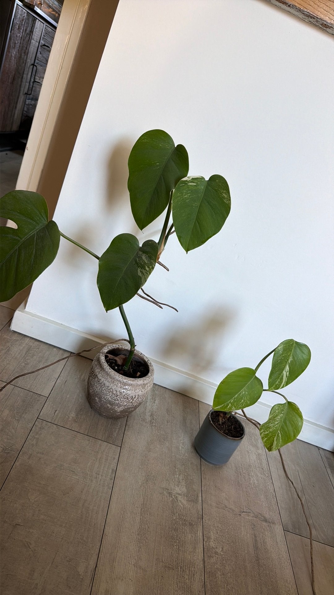 Monstera Deliciosa Variegata stekje 2 verschillende, Vaste plant, Bloeit niet, Halfschaduw, Ophalen
