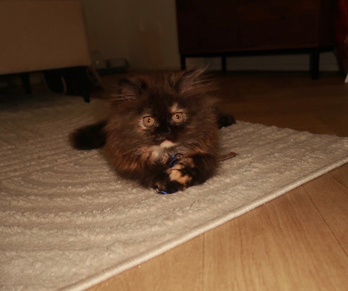 Perzisch kitten, Dieren en Toebehoren, Katten en Kittens | Raskatten | Langhaar, Poes
