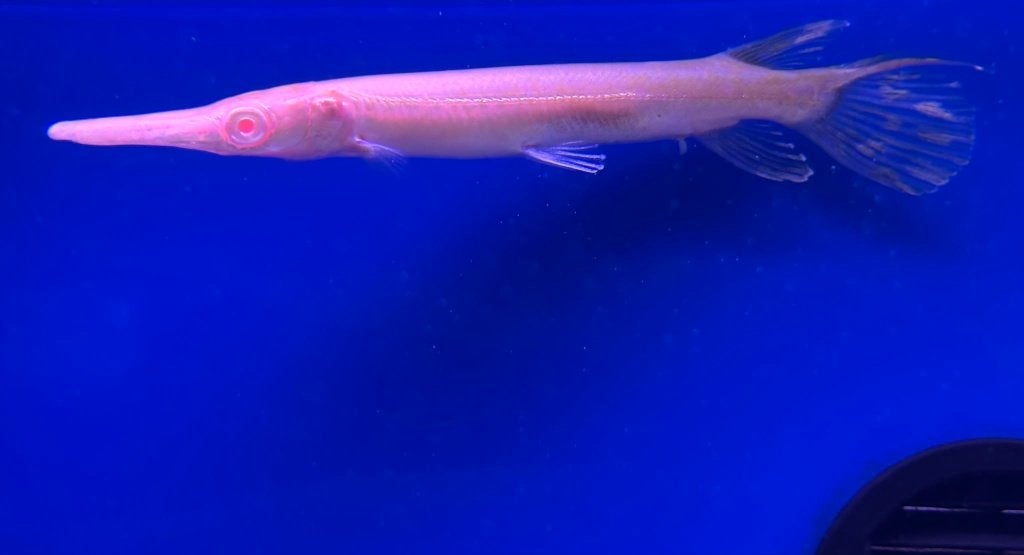Atractosteus spatula albino - Kaaimansnoek albino, Vis, Zoetwatervis