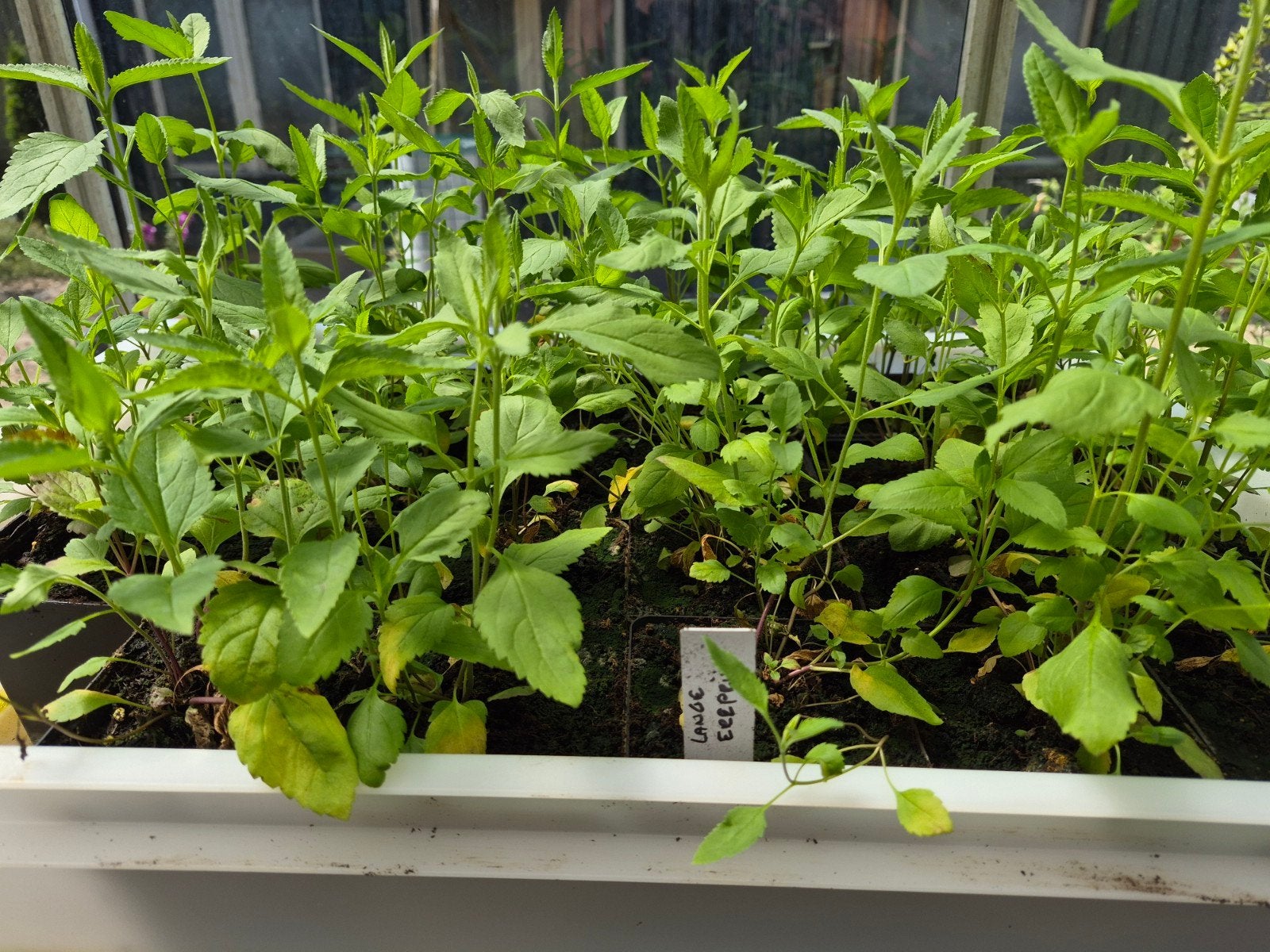 Diverse stekken Lange Ereprijs, Ophalen, Zomer, Vaste plant, Halfschaduw