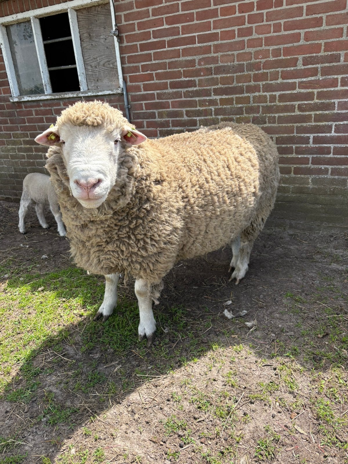 Te koop poll dorset ram met engelse afstaming, Dieren en Toebehoren, Mannelijk, Schaap, 0 tot 2 jaar