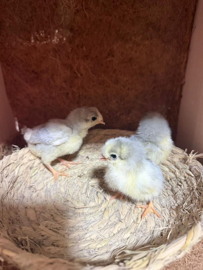 Araucana lavendel kuikens, Dieren en Toebehoren, Meerdere dieren