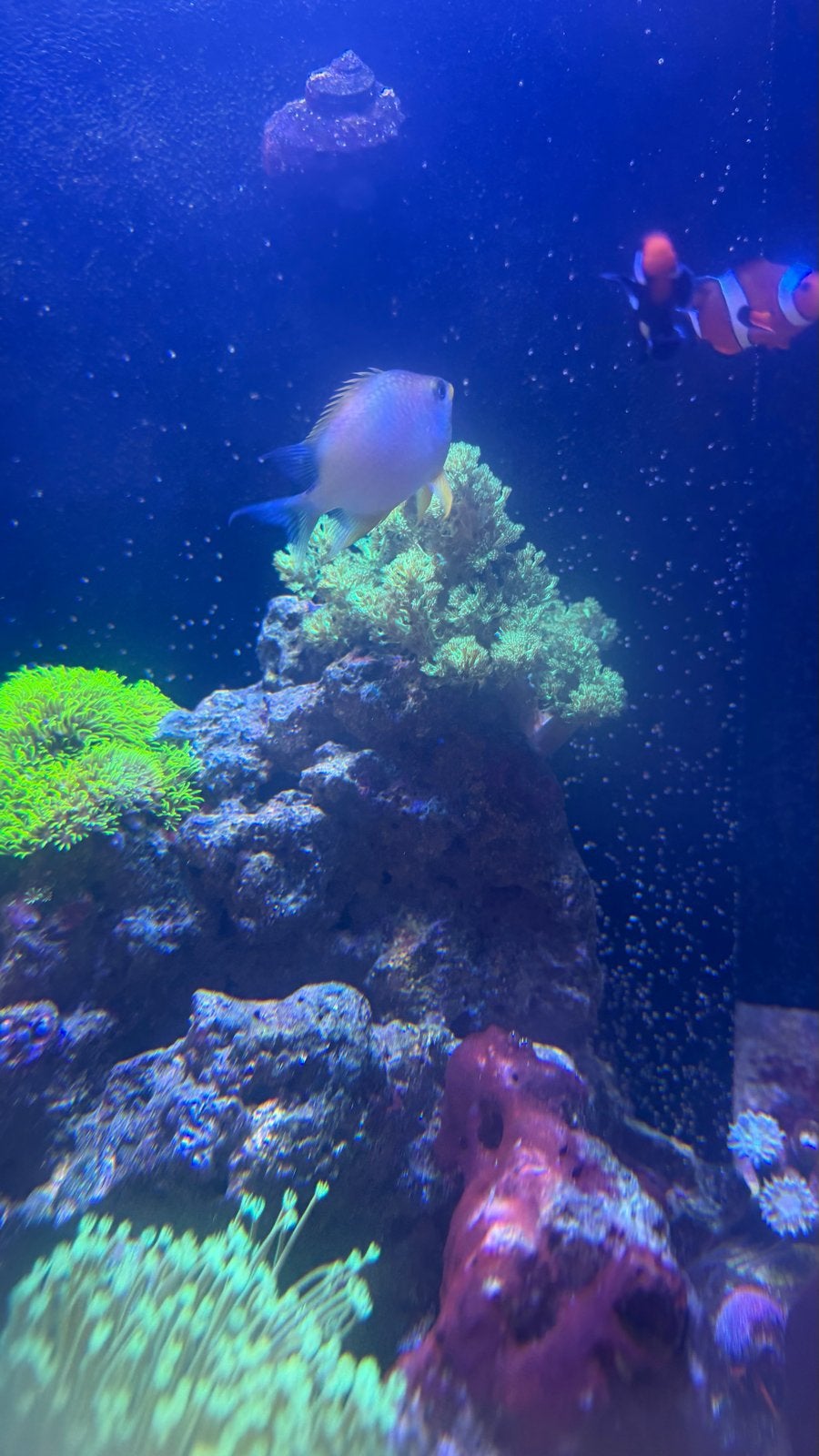 Juffertje zout water zee water aquarium, Vis, Zoutwatervis