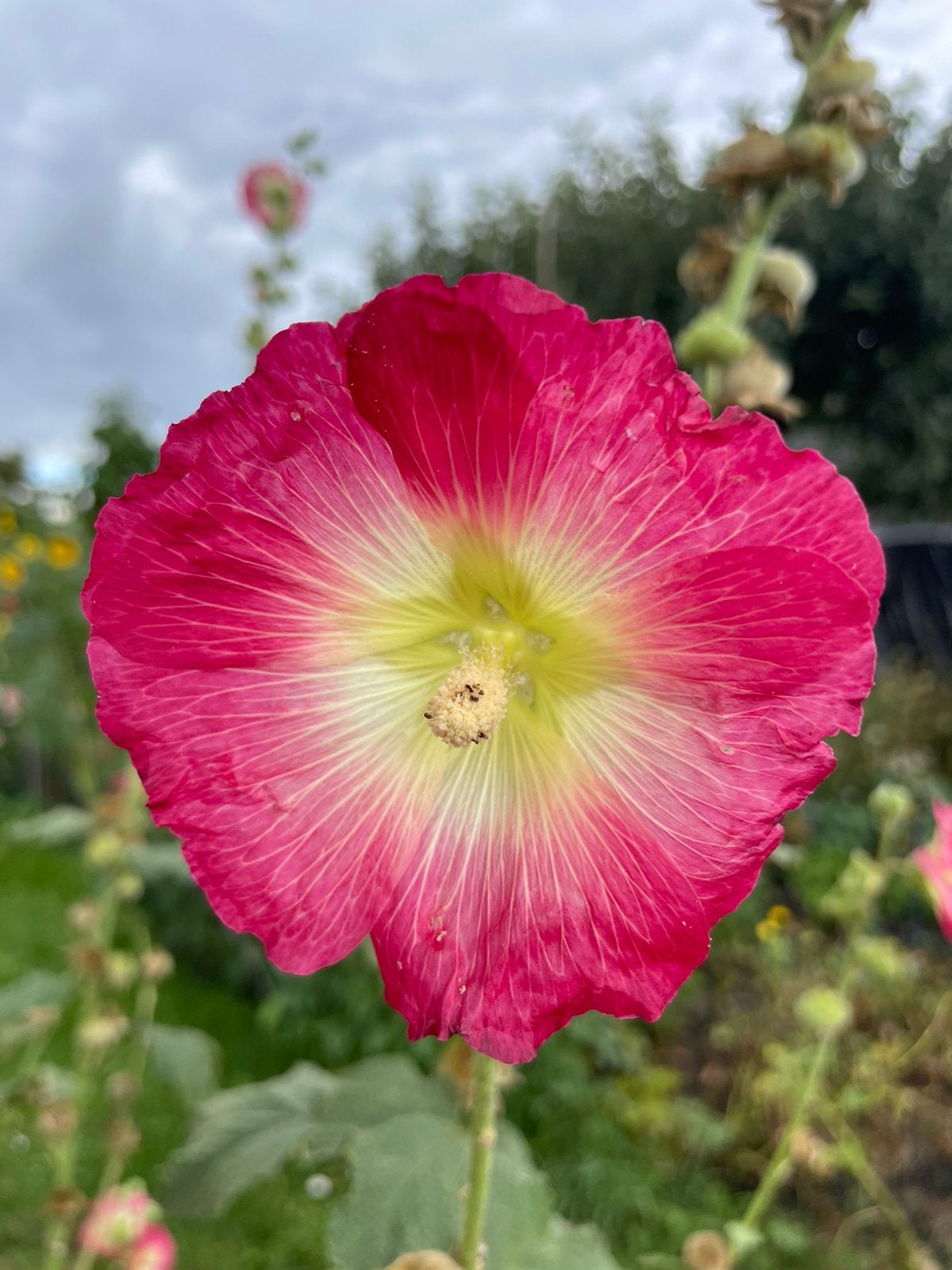 Stokroos zaad licht roze, wit en donker roze/rood, Ophalen of Verzenden, Volle zon