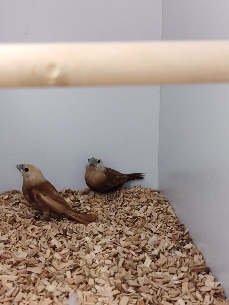 Witkopnon | Zeldzaam | Koppel, Dieren en Toebehoren, Vogels | Overige Vogels, Meerdere dieren, Tropenvogel, Geringd