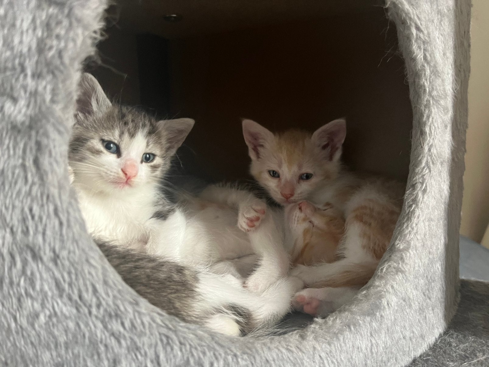 Oranje Europese korthaar kittens te koop!, Poes, Kortharig, 0 tot 2 jaar
