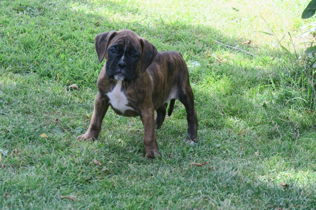 Flinke Boxer pups, Parvo, Nederland, Overige rassen, 8 tot 15 weken