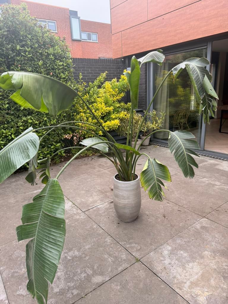 Paradijsvogelplant strelitzia augusta ong 170 cm, Tuin en Terras, Planten | Bomen, Ophalen, Volle zon, Overige soorten
