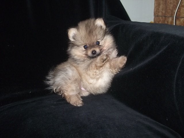 pomeriaan puppy s, Dieren en Toebehoren, Honden | Poolhonden, Keeshonden en Oertypen, Keeshond, HCC (leverziekte), 8 tot 15 weken