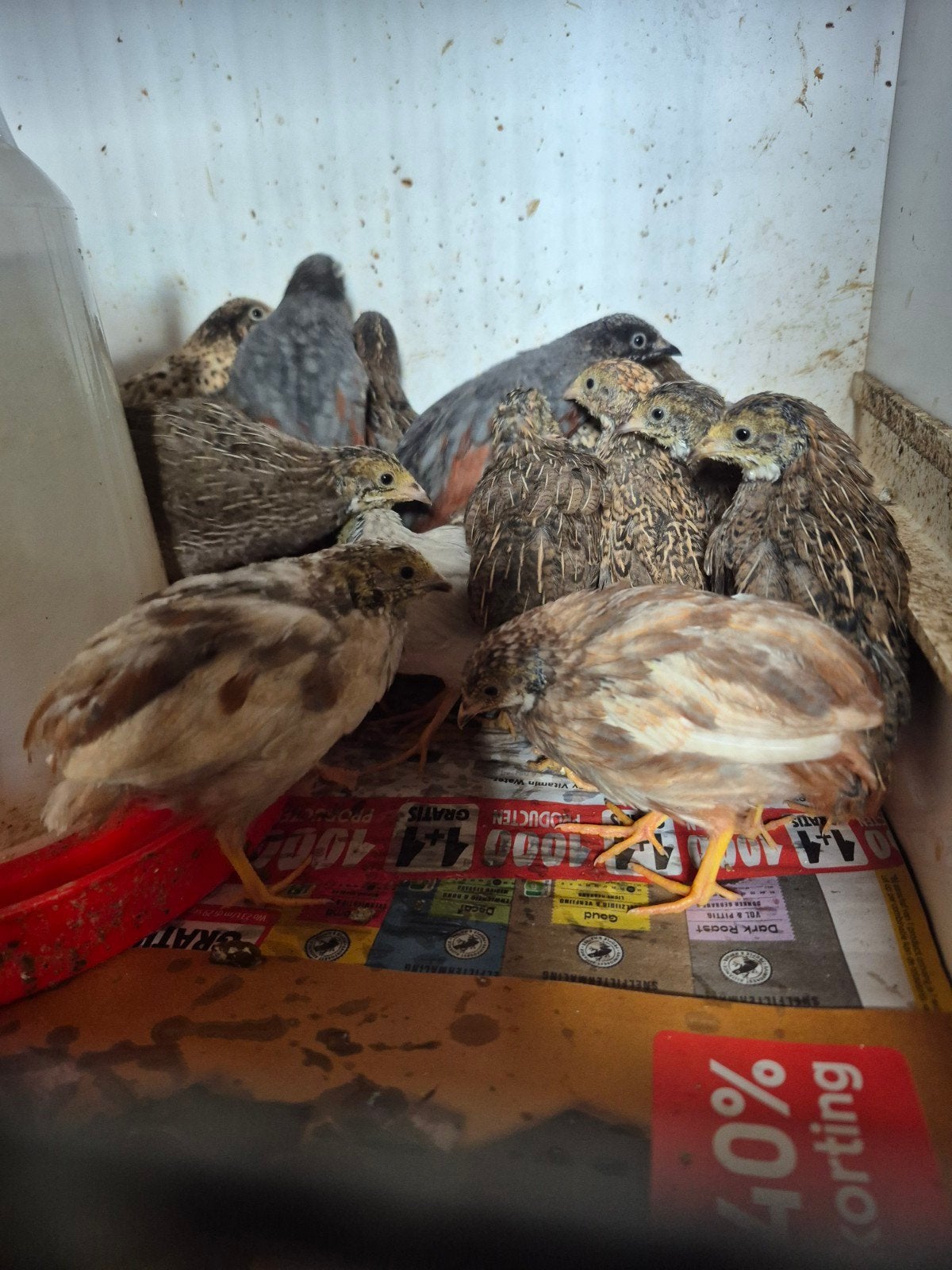 Chinese Dwergkwartels, Dieren en Toebehoren, Meerdere dieren