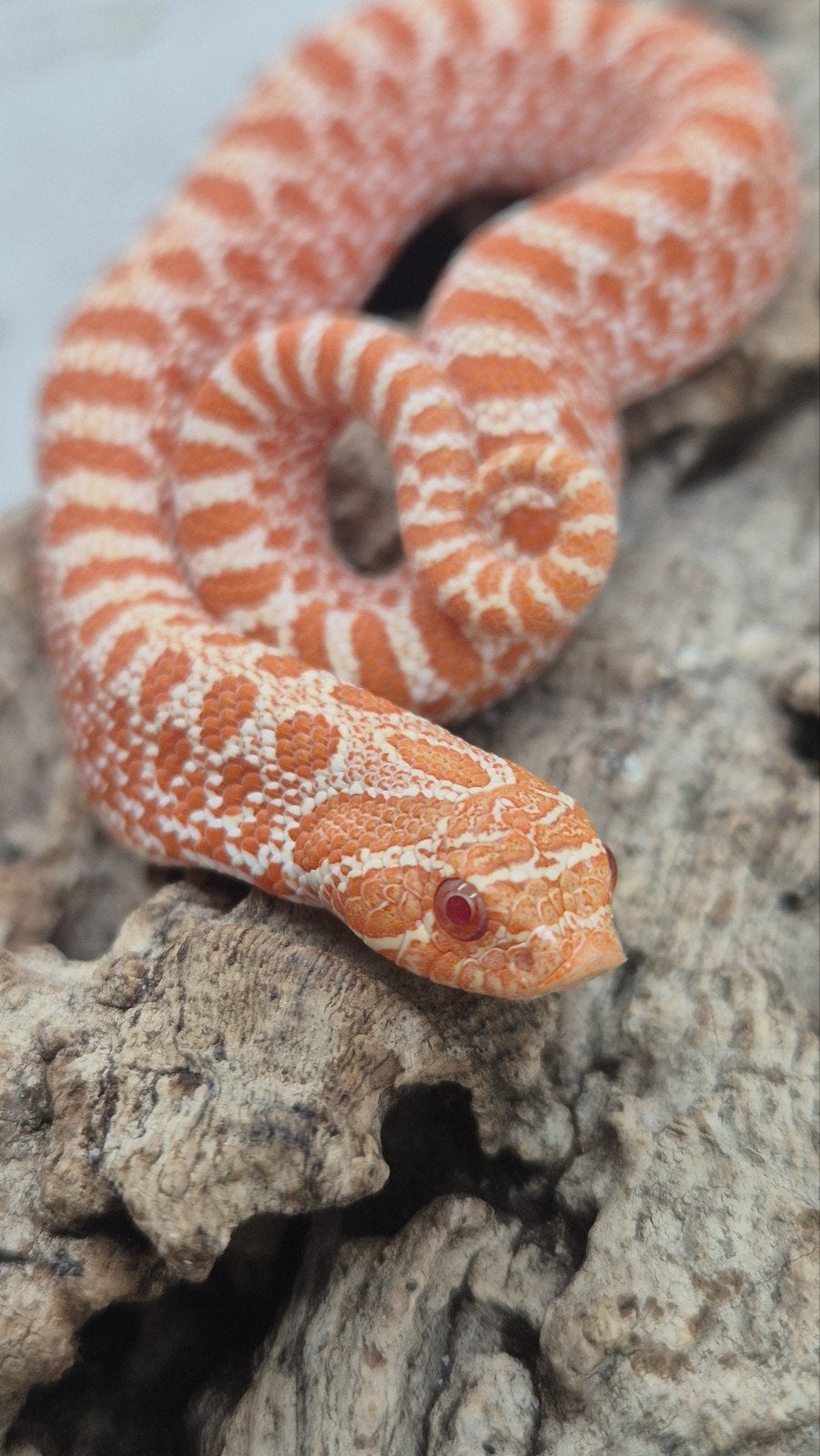 Exred albino haakneusslang, Dieren en Toebehoren, Slang, Tam, 0 tot 2 jaar