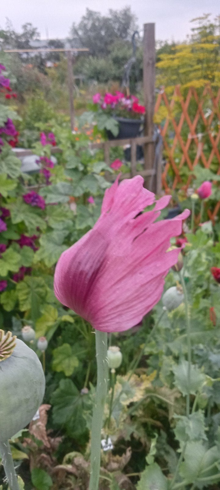 Papaver somniferum Coralla flame zaden, Ophalen of Verzenden, Voorjaar, Volle zon, Zaad