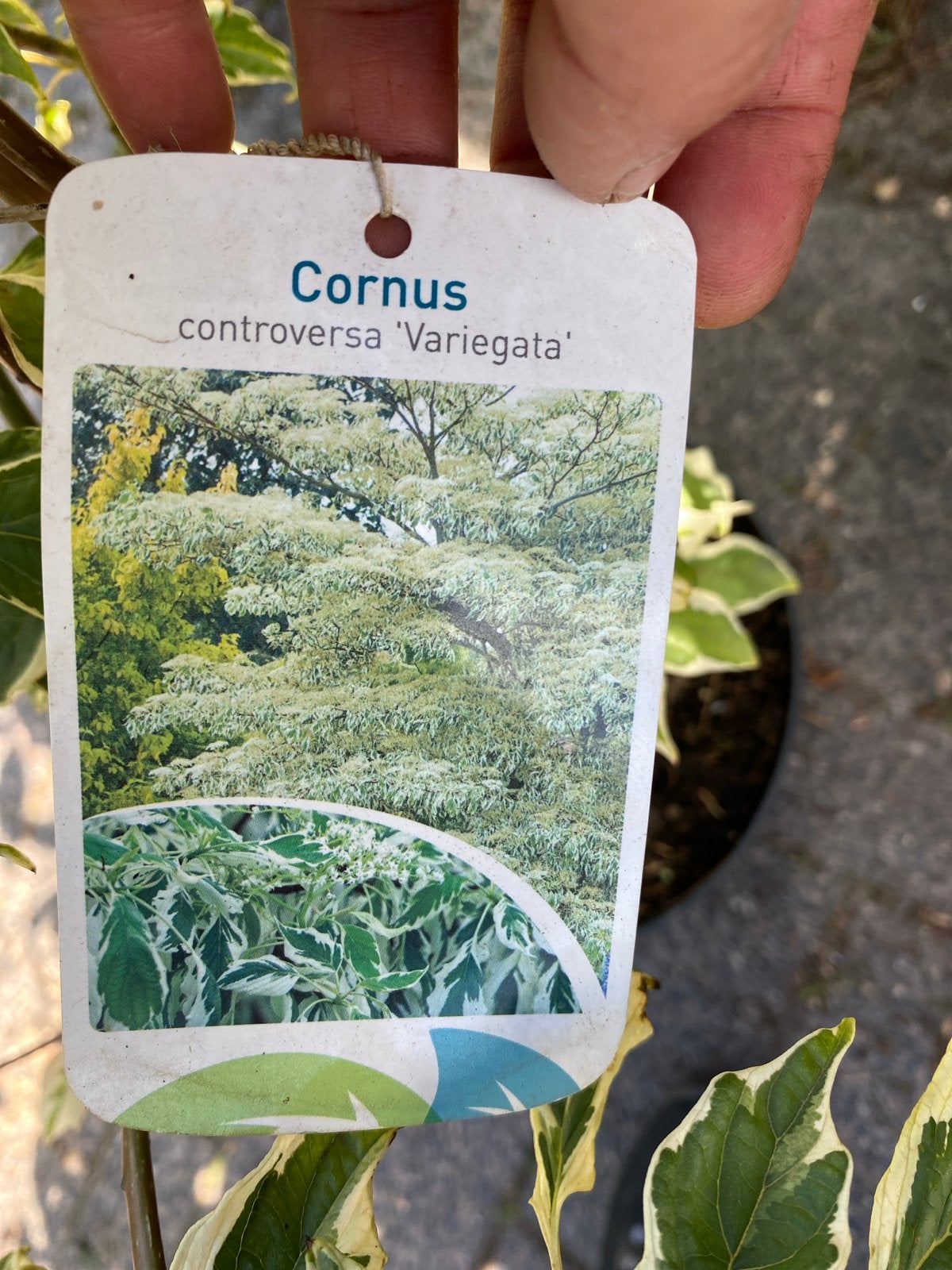 Cornus controversa 'Variegata' - Bonte kornoelje, Volle zon, Vaste plant, Lente, Ophalen