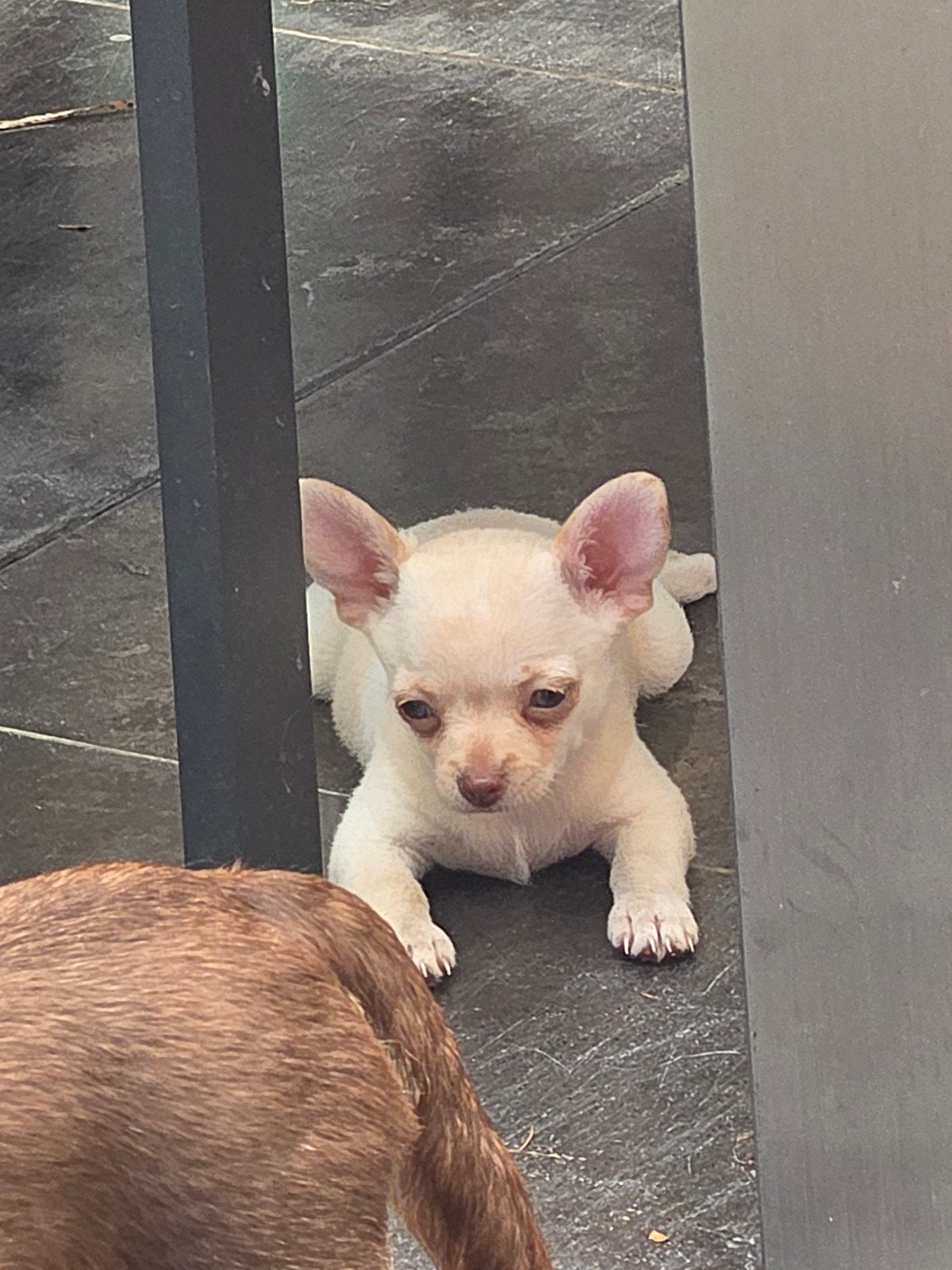 3 prachtige raszuivere chihuahua pups te koop, Parvo, 8 tot 15 weken, Meerdere, Meerdere dieren