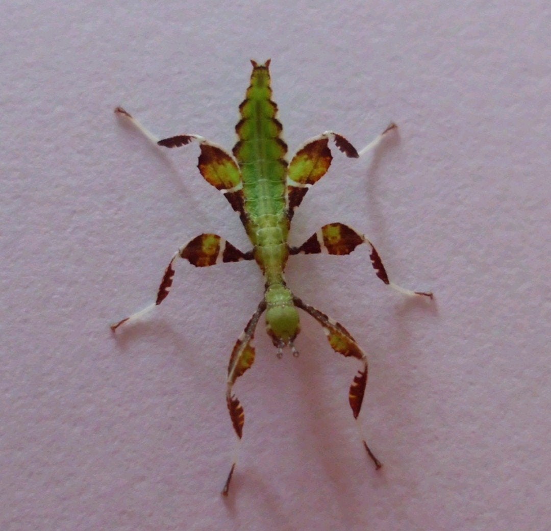 Nimfen wandelend blad (Cryptophyllium giganteum), Dieren en Toebehoren, Wandelende tak