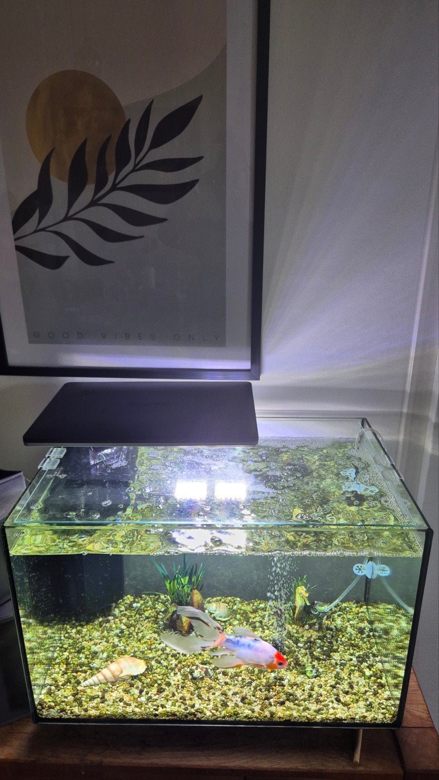 Superfish Aquarium Quadro 80, Dieren en Toebehoren, Vissen | Aquaria en Toebehoren, Ophalen, Gevuld zoetwateraquarium