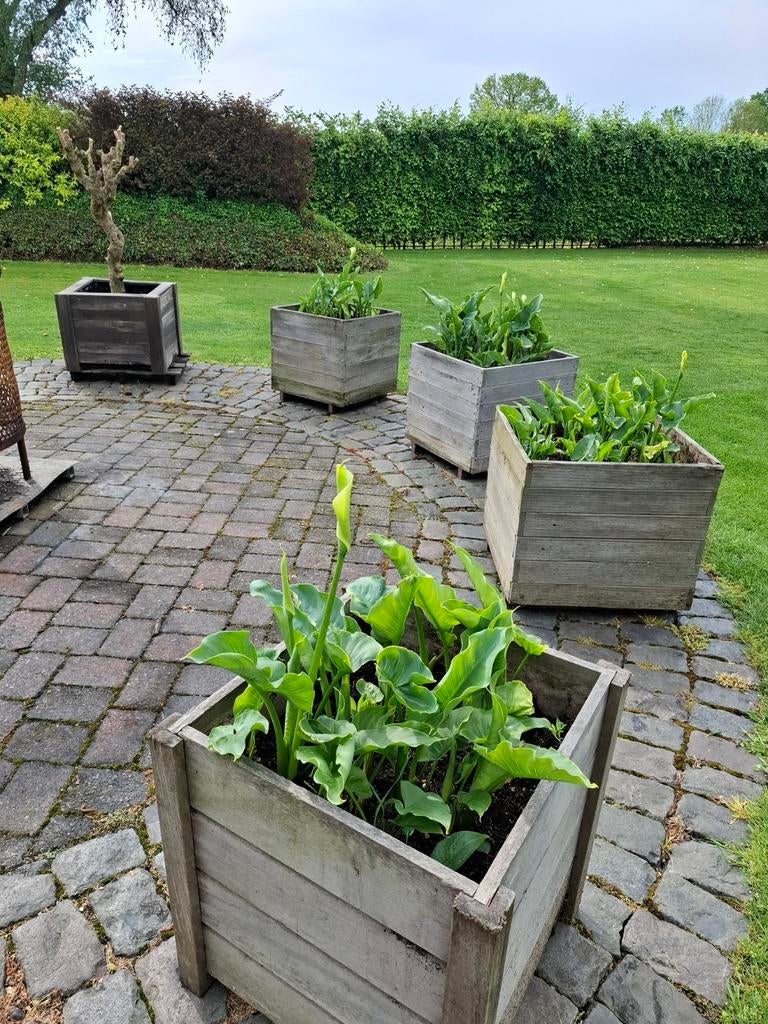 Aronskelk planten met bak 60x60, Tuin en Terras, Ophalen