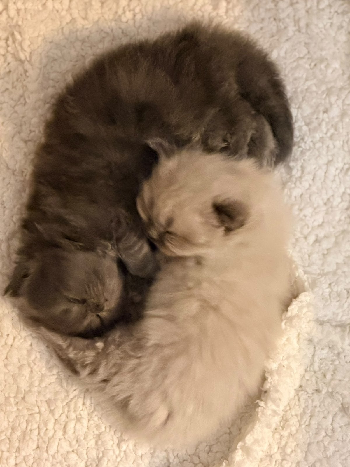 Prachtige Ragdoll x Britse Langhaar kittens, Meerdere dieren, Ontwormd, 0 tot 2 jaar