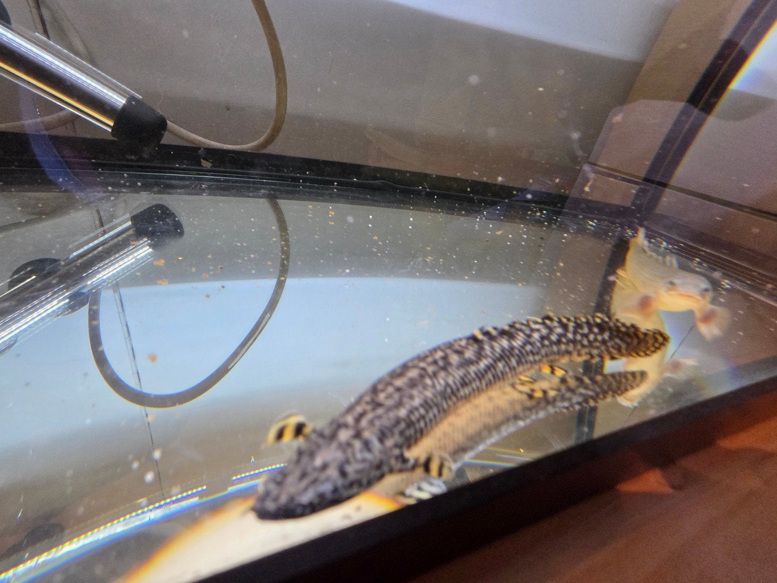 Polypterus ornatipinnis (Prachtkwastvinsnoek), Dieren en Toebehoren, Overige soorten