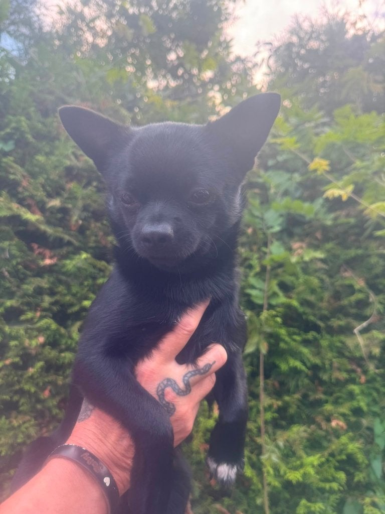 Hondje kruising Chihuahua/pomeriaan, Dieren en Toebehoren, Parvo, 15 weken tot 1 jaar, Eén hond, Nederland