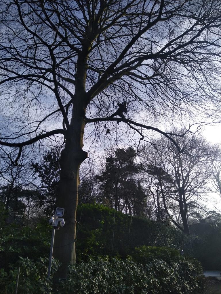 Boom kappen, Ophalen of Verzenden, Nieuw