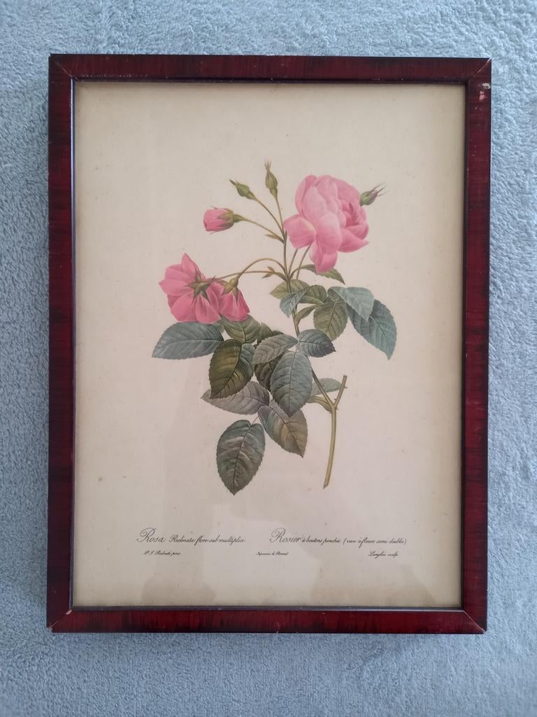 Antieke Botanische Print: Rozen van P.J. Redouté, Ophalen of Verzenden