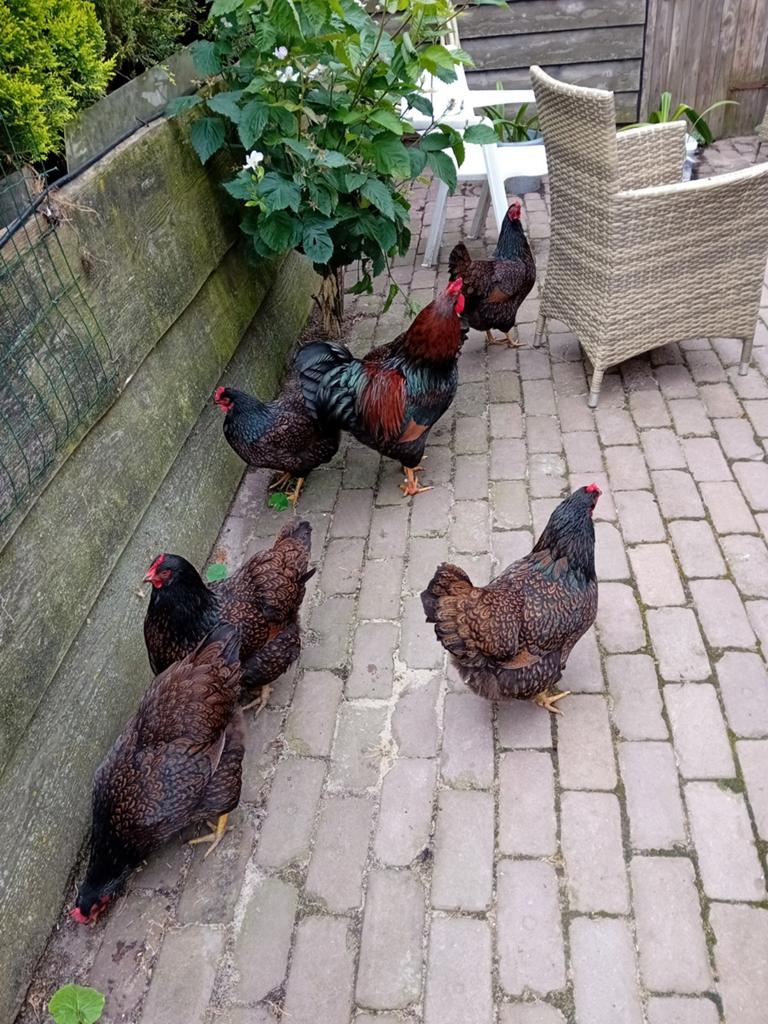 Broedeieren te koop van de Barneveldse kippen dubbel gezoomd, Dieren en Toebehoren, Pluimvee, Kip, Geslacht onbekend