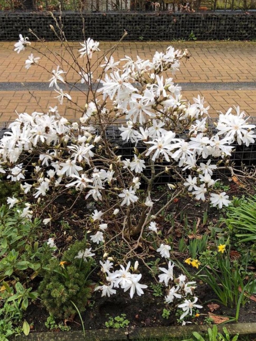 Stermagnolia - Prachtige bloeier voor uw tuin, Tuin en Terras, Volle zon, Vaste plant, Lente, Ophalen