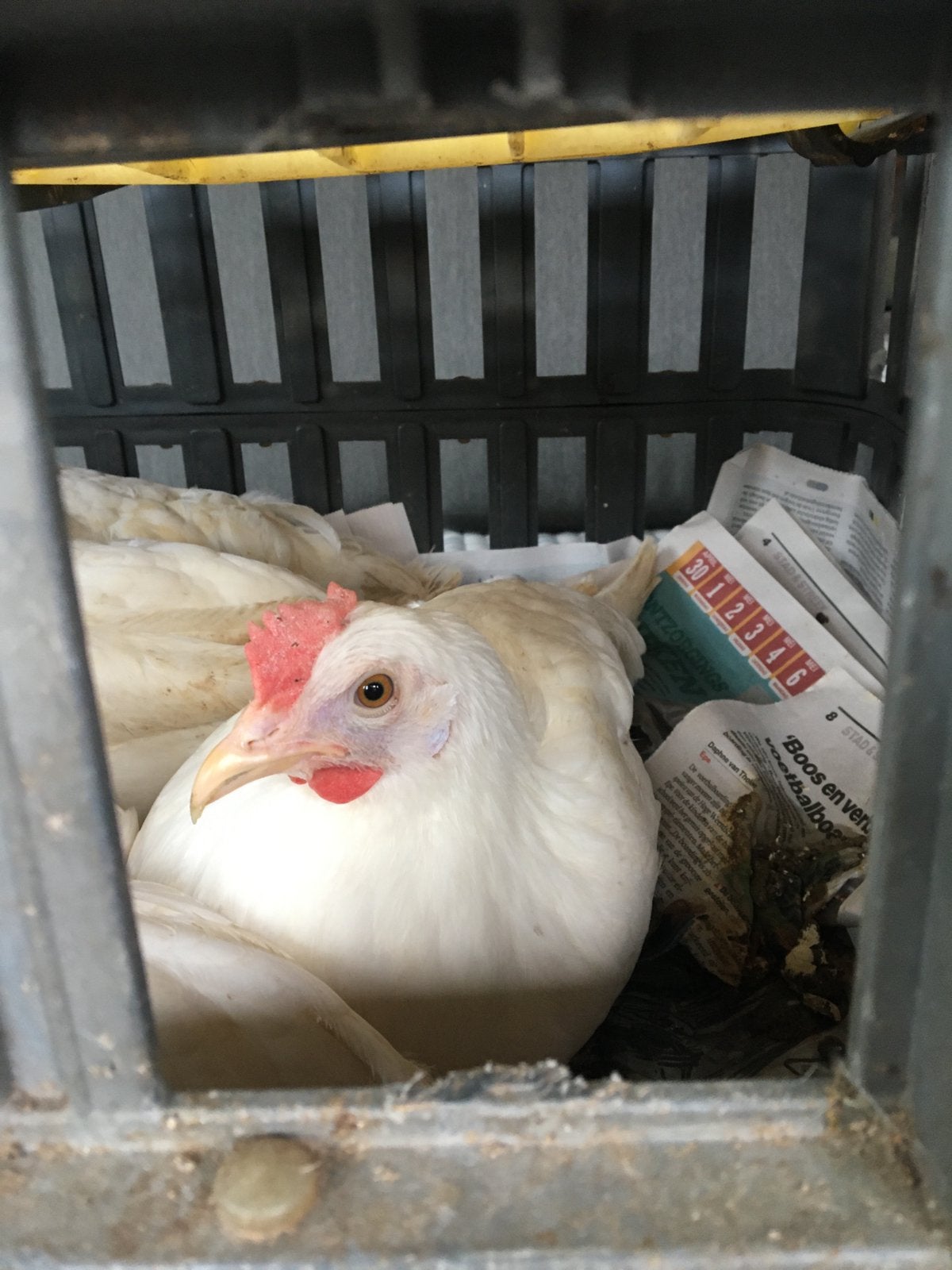Leghen/legkip/leghennen, Dieren en Toebehoren, Vrouwelijk, Kip