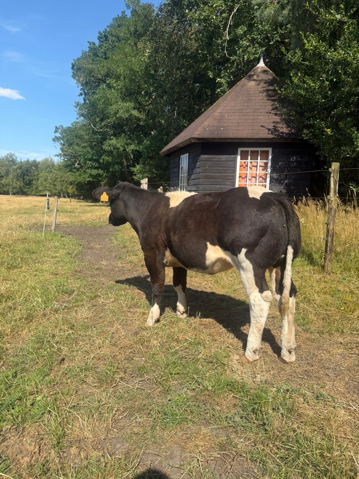 Te koop zwartbonte dikbil pink, Dieren en Toebehoren, Vrouwelijk, 0 tot 2 jaar
