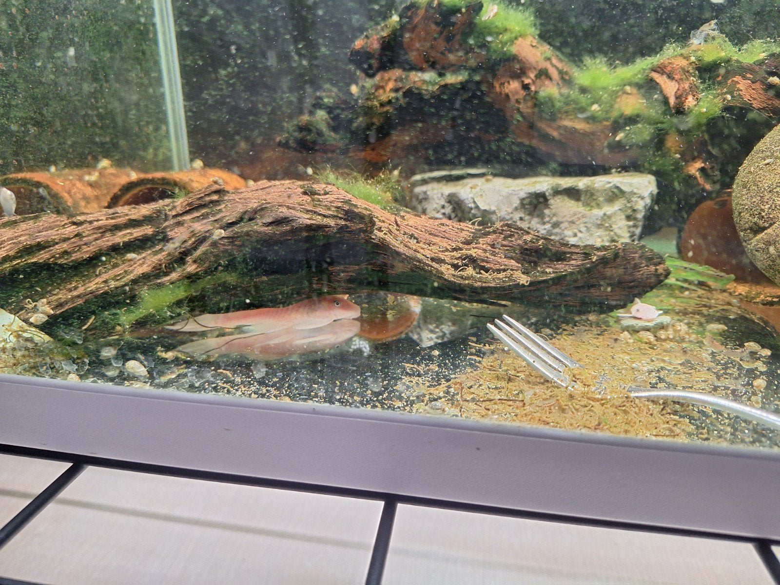 ancistrus snowwhite l144, Dieren en Toebehoren, Vis, Zoetwatervis, Schoolvis