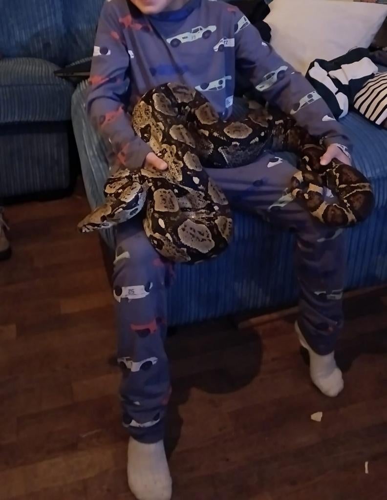 boa constrictor +2meter gezond, Slang, 0 tot 2 jaar