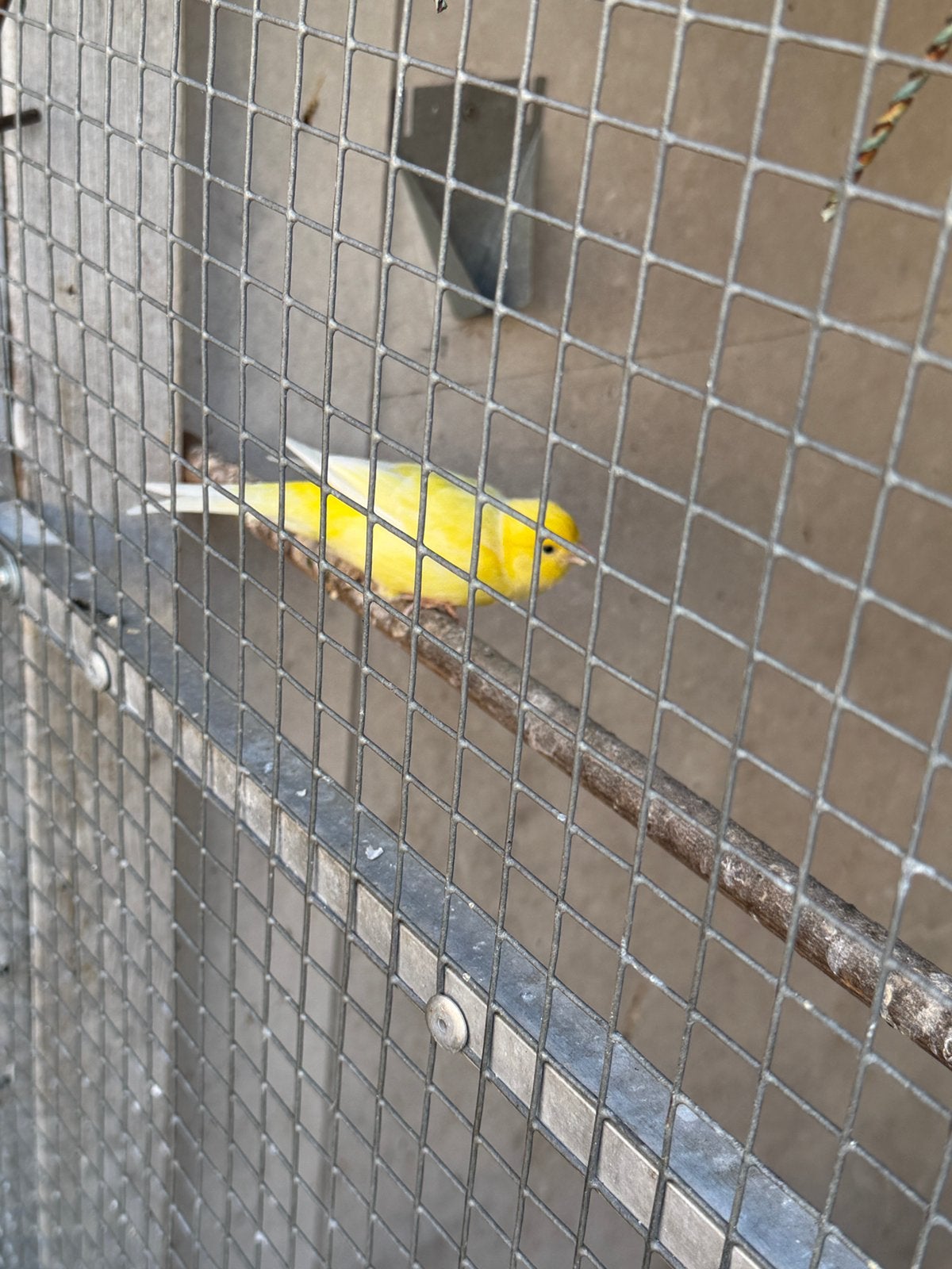 Kanaries, Dieren en Toebehoren, Meerdere dieren, Kleurkanarie