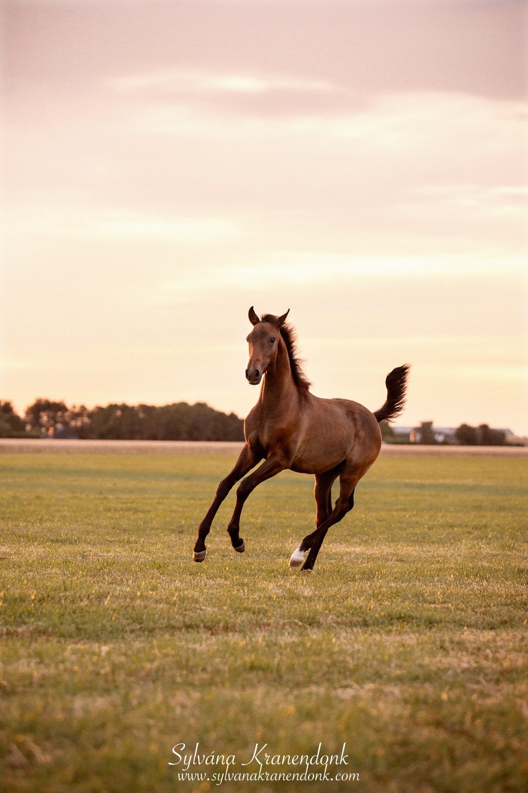 Mega knap robuust lusitano hengst veulen, Dieren en Toebehoren, Minder dan 160 cm, Met stamboom, Niet van toepassing, 0 tot 2 jaar