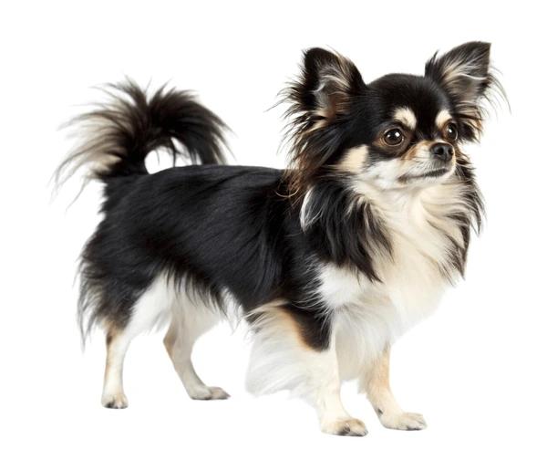 Opzoek naar honden om te trimmen