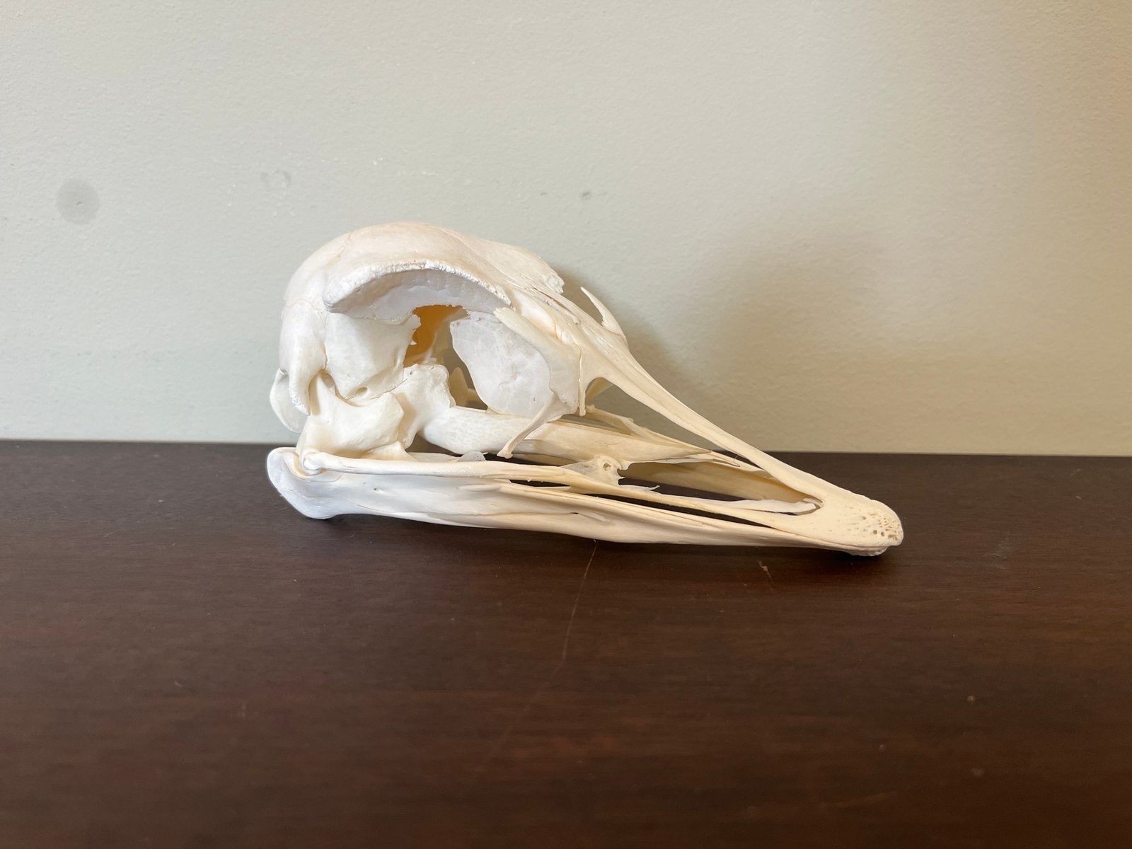 Schedel stuisvogel, Ophalen of Verzenden, Nieuw, Vogel, Schedel