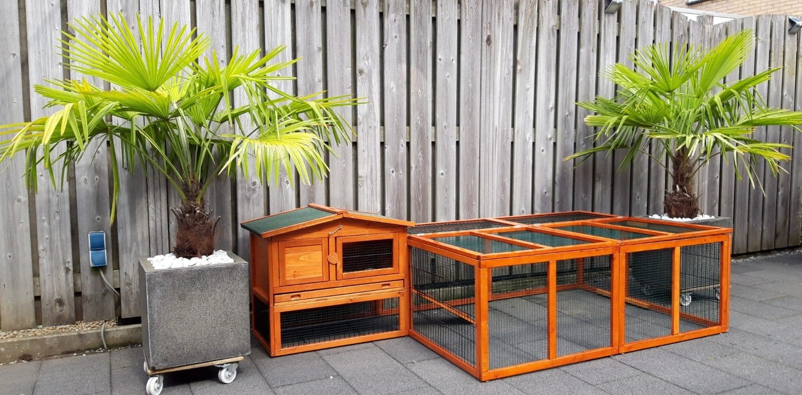 mooie konijnen ren, Dieren en Toebehoren, Konijn, Ren, Ophalen, Minder dan 60 cm