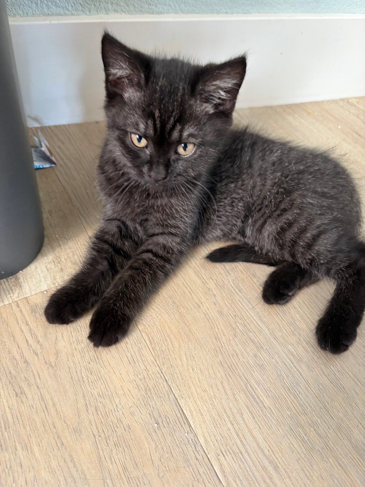 Kittens te koop, Dieren en Toebehoren, Meerdere dieren