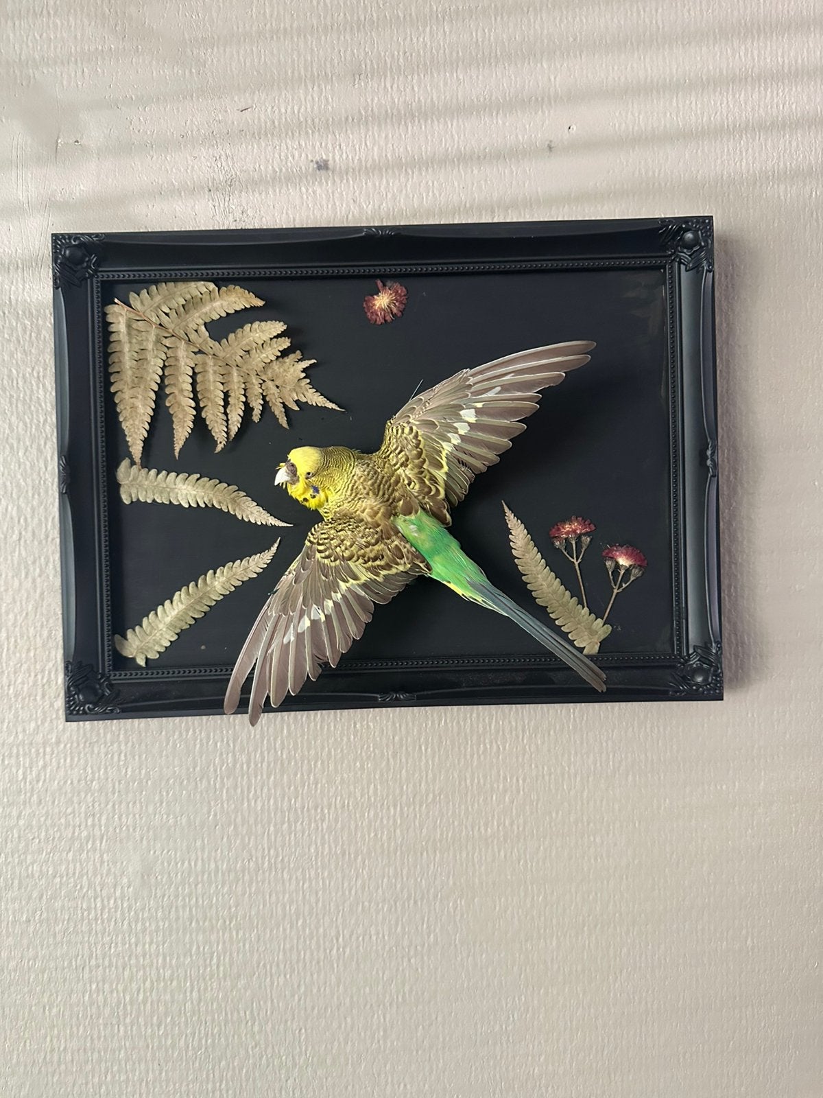 Prachtige opgezette parkiet in lijst taxidermie, Antiek en Kunst, Ophalen of Verzenden