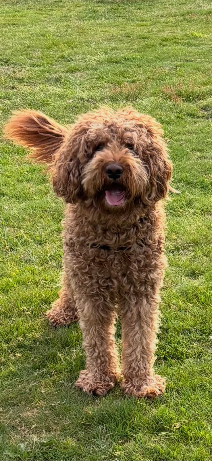 AUSTRALIAN LABRADOODLE ERVAREN DEKREU PUK, Reu, Parvo, Eén hond, 3 tot 5 jaar