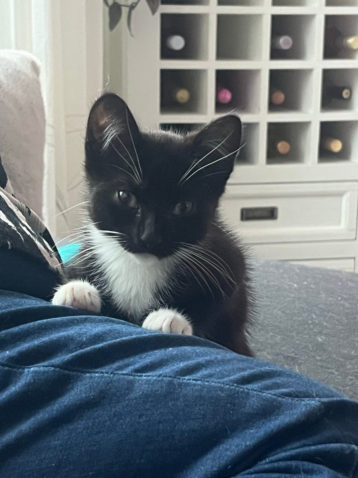 Kittens, Meerdere dieren