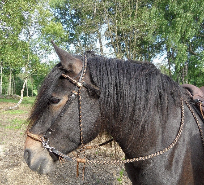 Verzorgpaard / bijrijdpaard gezocht. Verzorgsters aangeboden, Dieren en Toebehoren, Ophalen