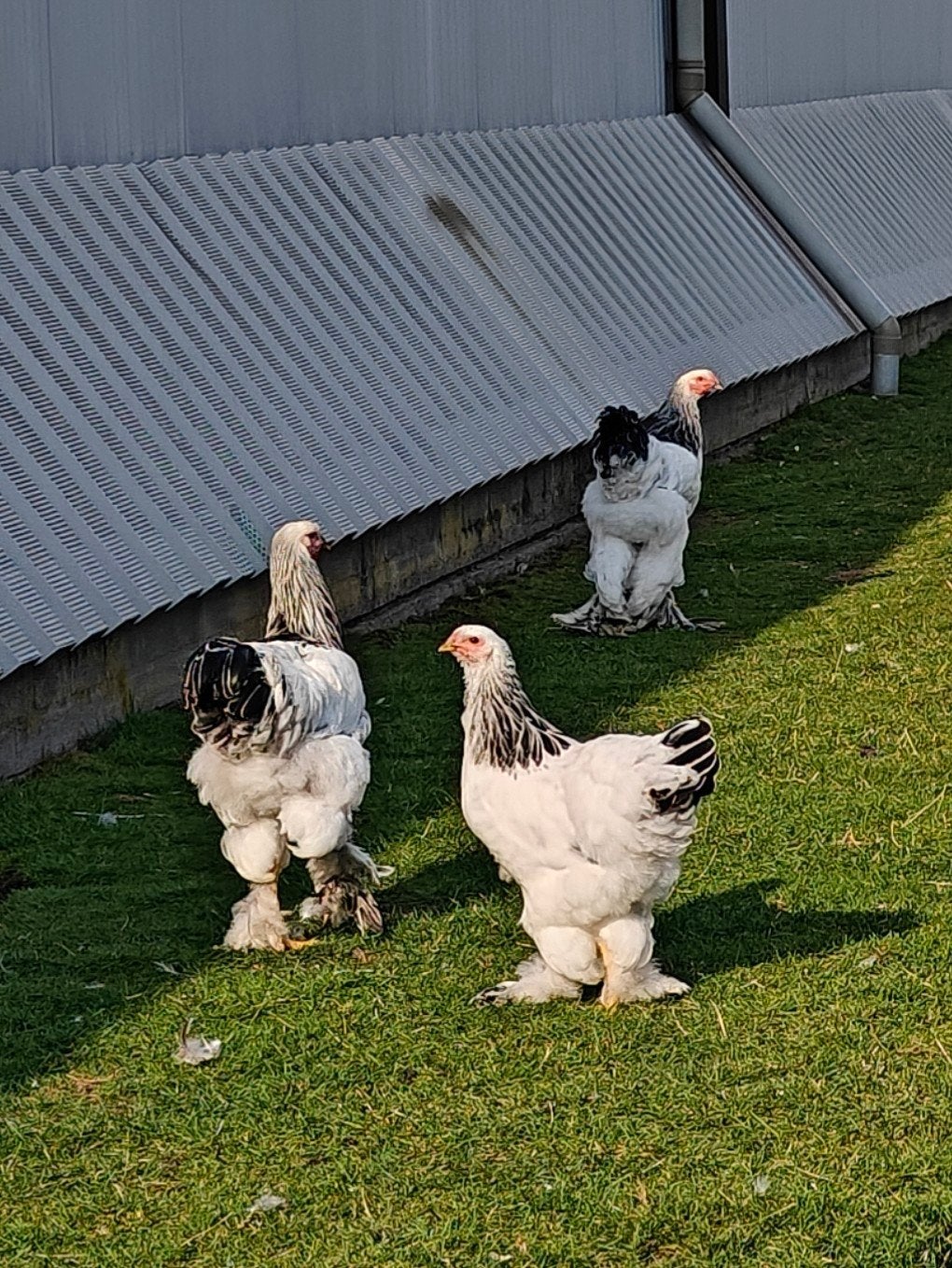 Brahma hanen, Mannelijk, Kip