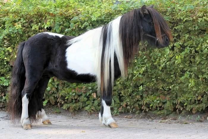 [NIEUW] Lars v. Strikkenhof, NSPS dekhengst., Hengst, A pony (tot 1.17m), Met stamboom, 7 tot 10 jaar