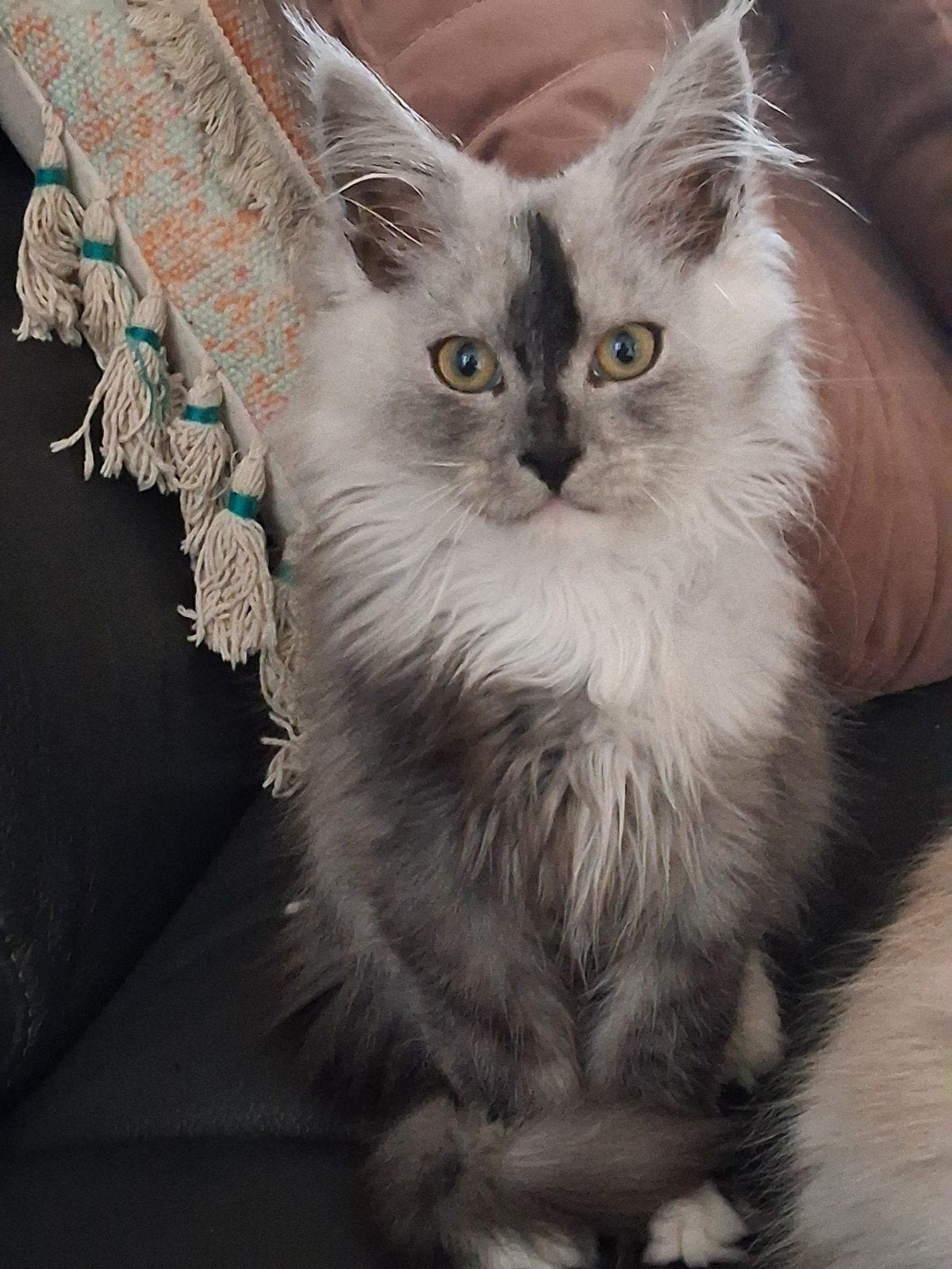 Maincoons kittens, Dieren en Toebehoren, Katten en Kittens | Raskatten | Langhaar, Kater