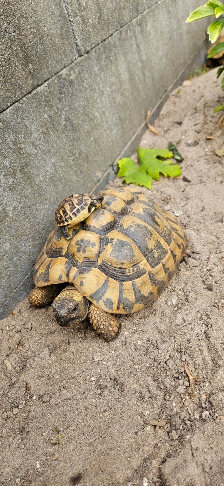 prachtige jonge landschildpadden Tortoise photo 10