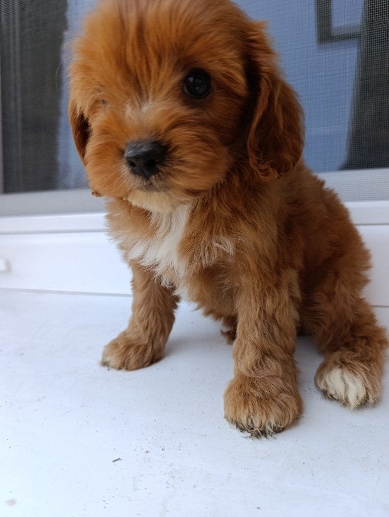 Cavapoo pup (reutje), Particulier, 15 weken tot 1 jaar, Buitenland, Parvo