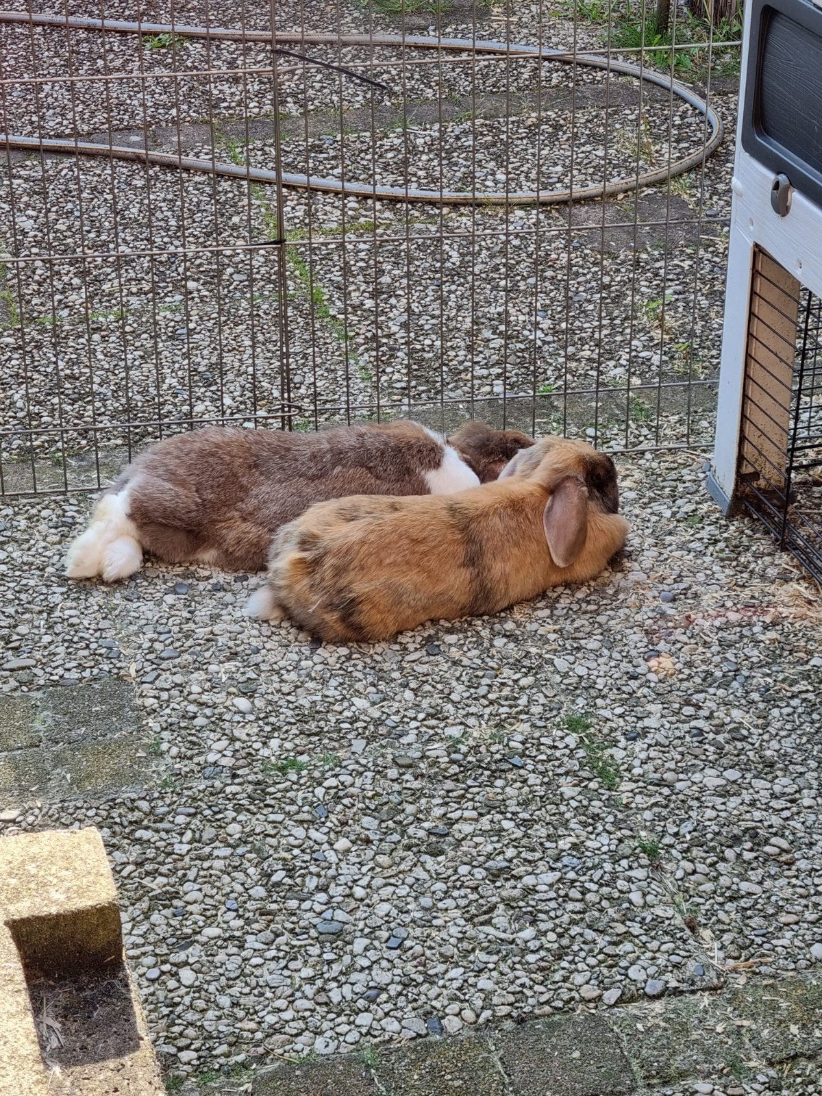 Lieve konijnen op zoek naar een forever home., Dieren en Toebehoren, Konijnen, Meerdere dieren, Middelgroot, Hangoor